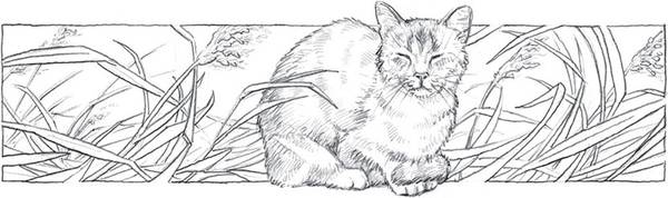 warriors_a_vision_o_cover-1