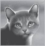 warriors_super_editi_cover-6